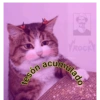 Gatos.anonimos 10