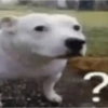 Shitpost Random 21