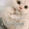 Michis con frases UwU🐱🍭🍨 28