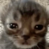 Cat 20