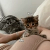 Котята 🔥🔥 10
