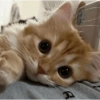 Kucing kata-kata lucu 14