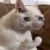 Cat 7