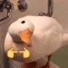 Pato | duck 🦆 13