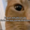 🐈‍⬛🤣Michis Lovers Para ti🤣🐈‍⬛ 15