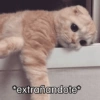 Gatos 🐱 Te extraño  6