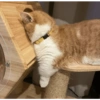 Gatitos 2🐈❤️ 7