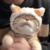 Gatinhos 8