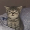 Gatitos fofitos ❤️ 11