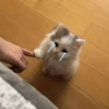 Kucing Galau 5