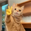Catsarecute 30
