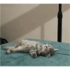 Gatos 24