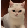 Gatinhos 29