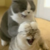 😡🐱 GATOS ENOJADOS 🐱😡 16