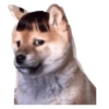 Perritos 18