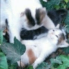 Cat 19