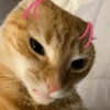 Kucing kata-kata lucu 13