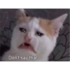 Catsarecute 8