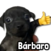 Bárbaro