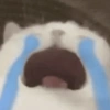 Gatos triste 16
