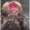 Monkey 21