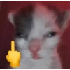 Gatitos fofitos ❤️ 10