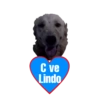 Perritos 29