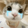 Gatos triste 7