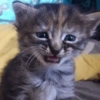 Gatos 🐱 Te extraño  11
