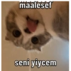 Catsarecute 6