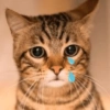 Gatos 🐱 Te extraño  9