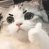 Gatinhos 18