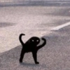 Cat 11
