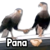 Pana
