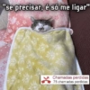 Gatos 10