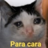 Gatos 8