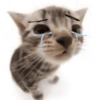 Gatos triste 11