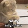 Gatitos Memes😺✨💕9 10