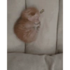 Cat🧚🧚 5