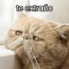 Gatos 🐱 Te extraño  8