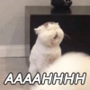 Gatitos Memes😺✨💕9 17