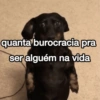 quanta burocracia pra ser alguém na vida
