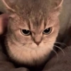 Gatitos fofitos ❤️ 8