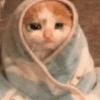 Gatito triste 🥺 8