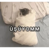 Kocama 8