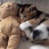 Gatos 19