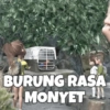 BURUNG RASA MONYET