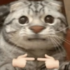 Gatinhos 26