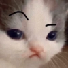 Gatinhos 7