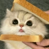Gatos 13